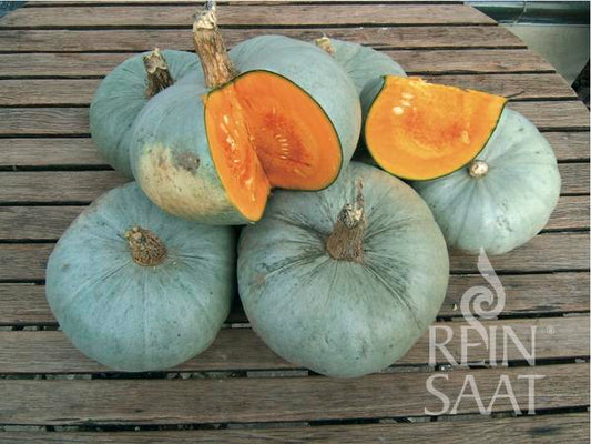 Sechs runde, graugrüne ReinSaat-Kürbisse 'Bleu de Hongrie' (Reinsaat) mit holzigen Stielen werden auf Holz präsentiert; einer ist aufgeschnitten und zeigt leuchtend orangefarbenes Fruchtfleisch und Kerne. In der Ecke steht in weißer Schrift „REIN SAAT“.