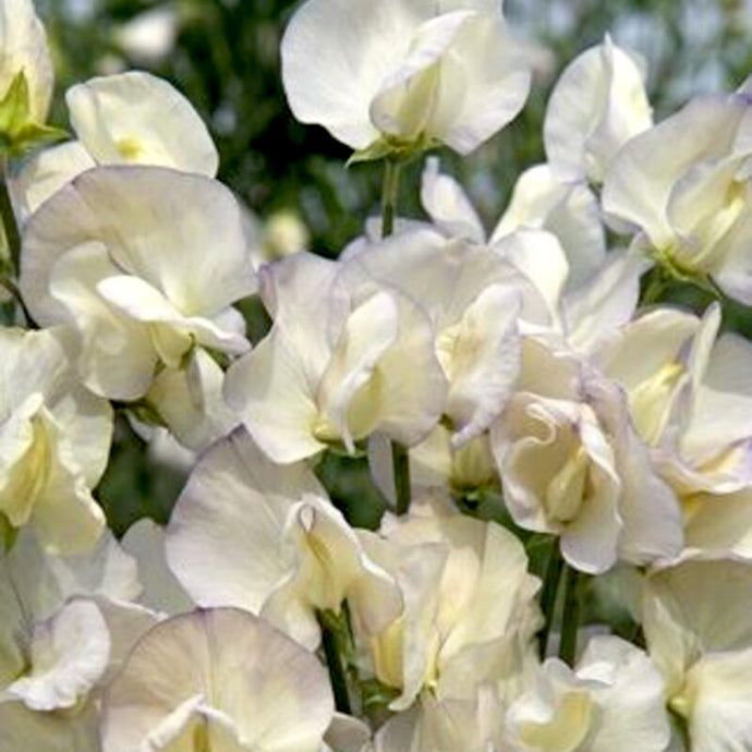 Jora Dahl - Lathyrus odoratus ‘Spencer Old Times’ (Duftwicke)