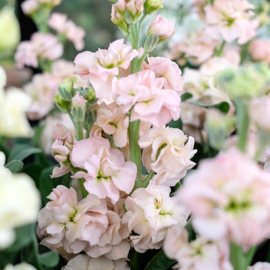 Ein Büschel gekräuselter Matthiola Incana 'Iron Apricot' (Levkoje) von Jora Dahl mit blassrosa Blüten mit zartgrünen Stielen und pastellfarbenen Cool Flowers.