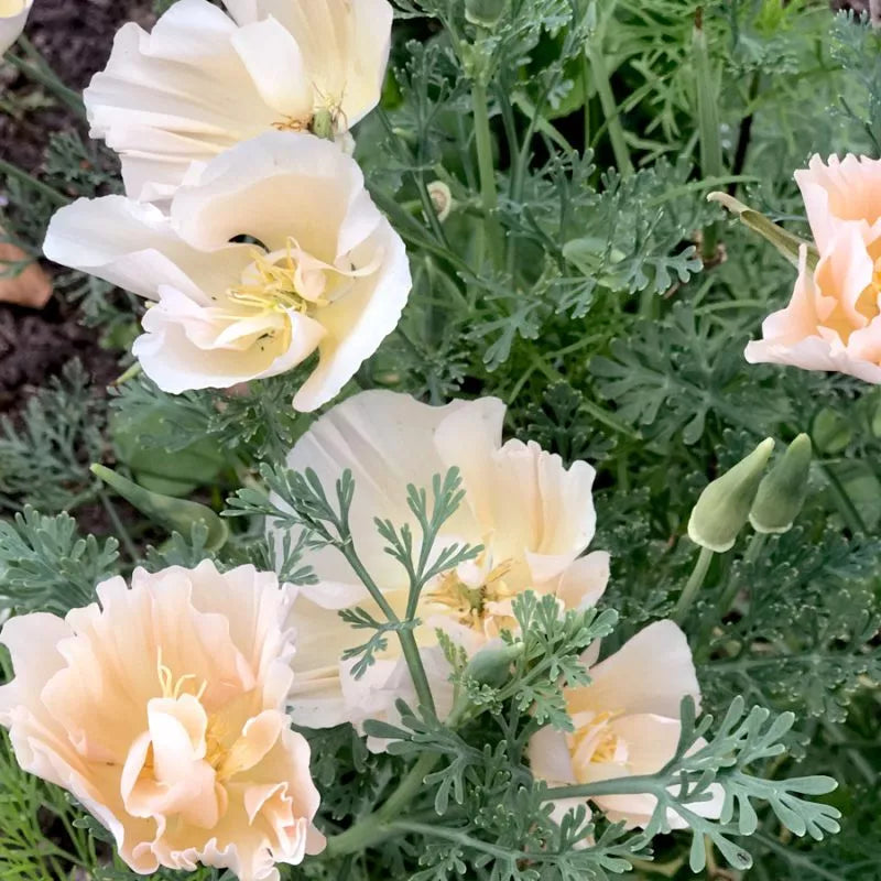 Jora Dahl | Eschscholzia californica 'Thai Silk Pink Champagne' (Goldmohn) ist eine einjährige Pflanze mit cremefarbenen, gekräuselten Blütenblättern und federartigem Laub, die wegen ihrer Trockenheitstoleranz und ihrer umwerfenden Gartenattraktivität geschätzt wird.