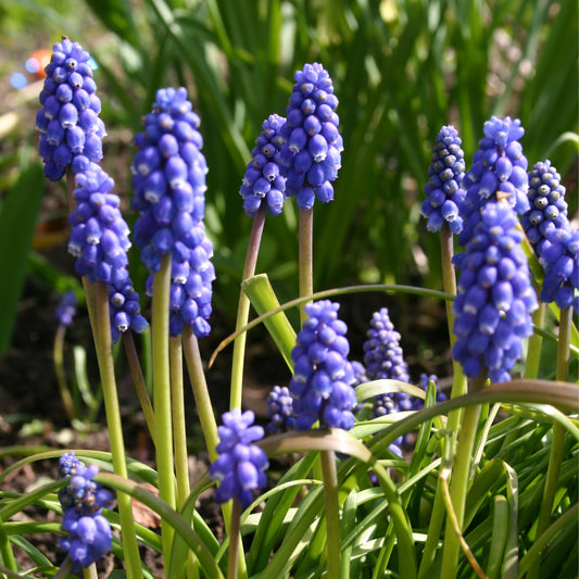 Ein Büschel leuchtend violett-blauer Blüten von Weijers Muscari armeniacum Armenische Traubenhyazinthe mit grünen Blättern, die im Freien in einem sonnenbeschienenen Garten blühen.