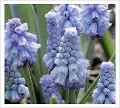 Muscari azureum