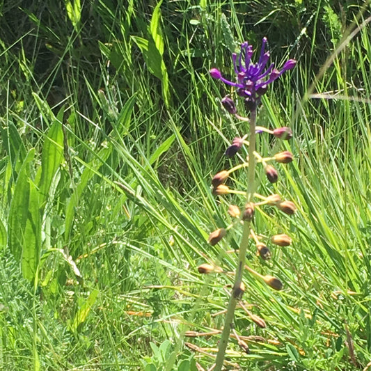 Eine einzelne 'Muscari comosum' Schopfige Traubenhyazinthe von Weijers, eine auffällige Wildart, zeigt oben am Stiel violettblaue Blüten und unten ungeöffnete Knospen und gedeiht zwischen grünen Gräsern in hellem Sonnenlicht.