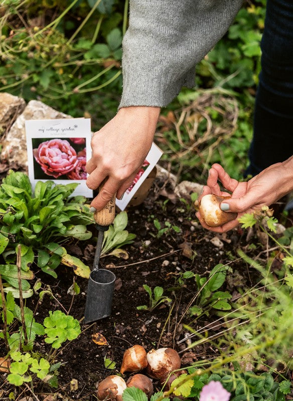 Ein Gärtner pflanzt Tulpenglück-Zwiebeln aus dem Callwey Verlag, wobei er eine Kelle benutzt und eine Zwiebel in der Hand hält, während in der Nähe ein Samenpaket mit rosa Tulpen liegt. Üppige grüne Pflanzen schaffen einen blühenden Gartentraum voller lebendiger Blumenpracht.