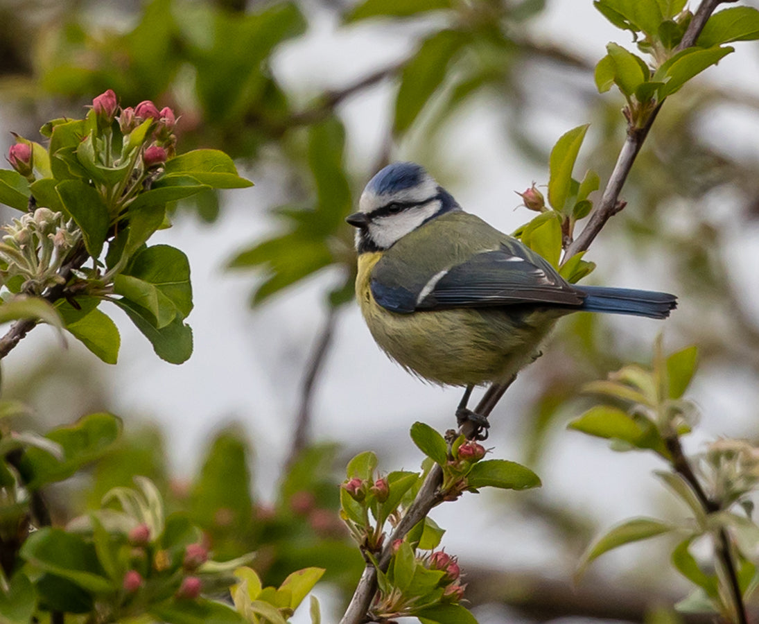 Eine Blaumeise hockt zwischen grünen Blättern und rosa Knospen und zeigt, wie Luciano Lims Halbtageskurs "Biodiversität fördern - Vogelschutzhecken pflanzen und pflegen" am 14.03.2026 die Artenvielfalt in Ihrem Garten steigert.
