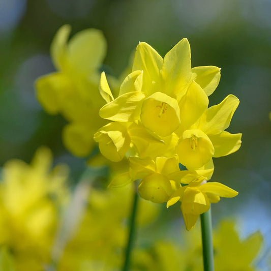 Eine Nahaufnahme von Narcissus 'Sunlight Sensation' Engelstränen-Narzisse von Weijers, die leuchtend gelbe, duftende und mehrblütige Blüten mit zartgrünen Stielen vor einem verschwommenen grünen und gelben Hintergrund zeigt.