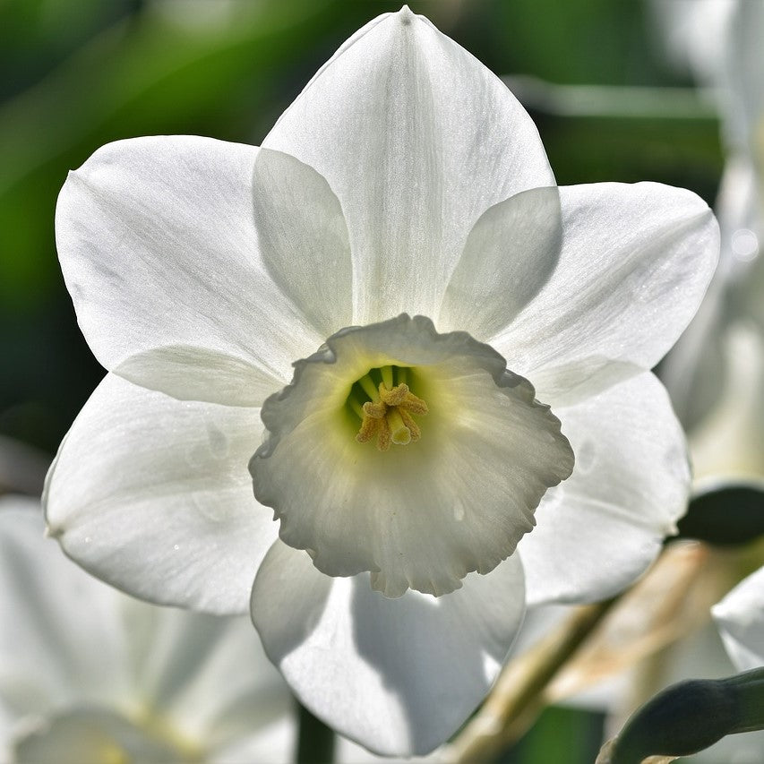 Nahaufnahme von Weijers Narcissus 'Starlight Sensation' Triandrus Narzisse mit sechs zarten weißen Blütenblättern und einer blassgelben Mitte vor einem zartgrünen Hintergrund, wobei das Sonnenlicht die feine Textur hervorhebt.