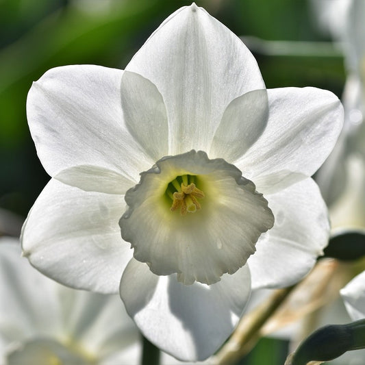 Nahaufnahme von Weijers Narcissus 'Starlight Sensation' Triandrus Narzisse mit sechs zarten weißen Blütenblättern und einer blassgelben Mitte vor einem zartgrünen Hintergrund, wobei das Sonnenlicht die feine Textur hervorhebt.