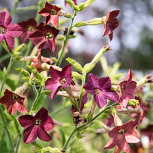 Lade das Bild in den Galerie-Viewer, Jora Dahl - Nicotiana langsdorffii ‘Bronze Queen’ (Ziertabak)
