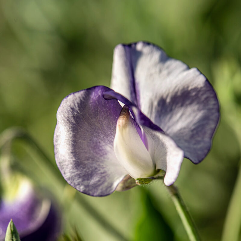 Nahaufnahme von Jora Dahl | Lathyrus odoratus 'Nimbus' (Duftwicke), die die zarten violetten und weißen Blütenblätter mit weicher Textur vor einem verschwommenen grün-grau-violetten Hintergrund zeigt. Marke: Jora Dahl.