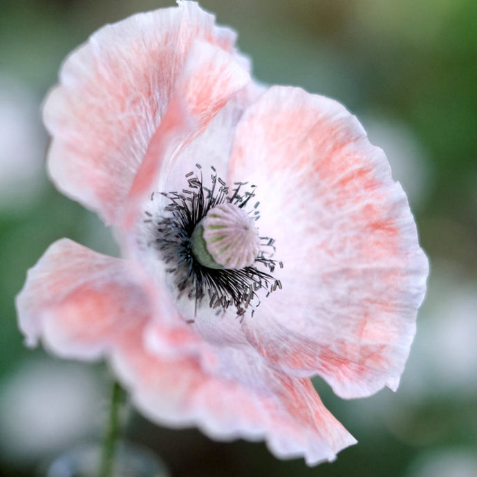 Jora Dahl - Papaver rhoeas ‘Mother of Pearl’ (Klatschmohn)