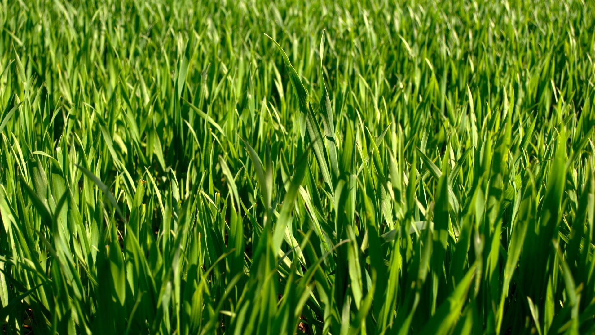 Nahaufnahme von leuchtend grünem Gras, dicht und sonnenbeschienen, das den üppigen Look einfängt, der in Thea Carlins WORKSHOP "Haben sie schon Rasen oder immer noch Gras?" am Sa. 28.03.2026, 10:00-12:00 - ideal für Ihre nächste Rasenpflege-Inspiration!.