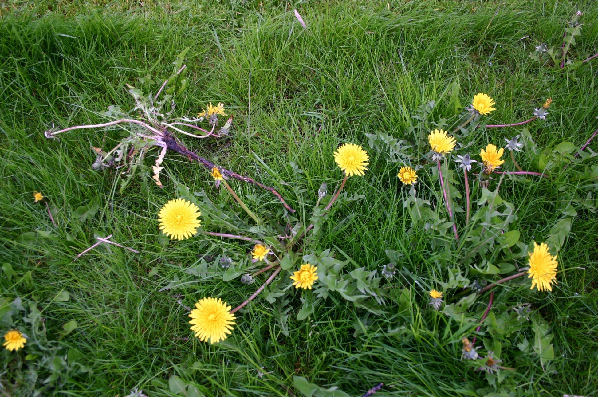 Gelber Löwenzahn und grüne Blätter übersäen das dichte Gras - einige blühen, andere verwelken - und machen es zu einem perfekten Ort, um die Rasenpflege in Thea Carlins Workshop zu erkunden: "Sa. 28.03.2026 | 10.00-12.00 WORKSHOP Haben sie schon Rasen oder immer noch Gras?.