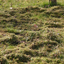 Lade das Bild in den Galerie-Viewer, Freitag, 22.03.2024, 10.00 bis 12.00 Uhr - Workshop &quot;Haben Sie schon Rasen oder immer noch Gras?&quot;
