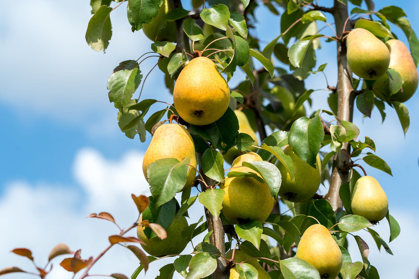 Goldene Birnen hängen inmitten üppiger Blätter unter blauem Himmel - dank gekonntem Obstbaumschnitt, wie er in Dr.Schembeckers ZWEI-TAGE-PROFIKURS am 15.-16.01.2026 (10:00-17:00) gelehrt wird.