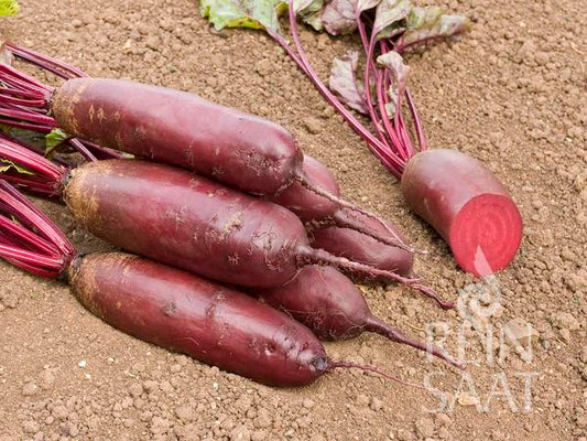 Mehrere lange, zylindrische ReinSaat - Rote Rübe 'Forno'-Rüben von Reinsaat mit Blättern liegen auf der Erde, eine ist aufgeschnitten und gibt den Blick auf ihr festes Fruchtfleisch und ihr tiefrotes Inneres vor einem schlichten Hintergrund aus brauner Erde frei.