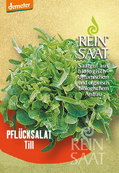 Reinsaat Pflücksalat 'Till' Samen: Schnellwachsender Bio-Blattsalat mit üppigen, grünen Rosetten. Ideal für die Baby-Leaf-Ernte. Die deutsche Verpackung unterstreicht den biodynamischen Reinsaat-Anbau.
