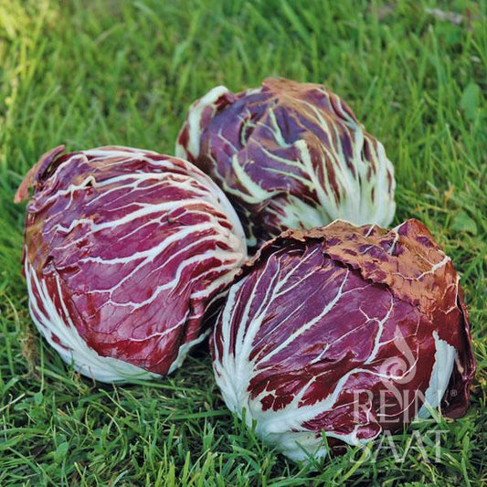 Drei Köpfe ReinSaat - Radicchio 'Palla rossa Vinci TT' von Reinsaat mit weißen Adern liegen auf grünem Gras und zeigen ihre runden, blattreichen Formen und auffälligen Farben – ideal für den Frischverzehr.