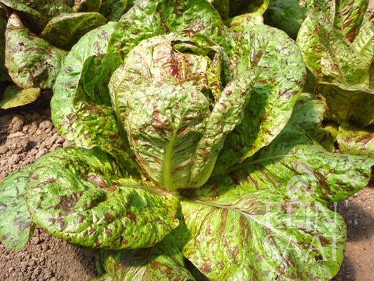 Eine Nahaufnahme von ReinSaat – Romanasalat „Forellenschluss“ von Reinsaat zeigt grüne Blätter mit rötlich-violetten Flecken, die in Gartenerde wachsen.