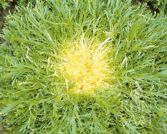 Nahaufnahme von ReinSaat - Endiviensalat 'Très fine Maraîchère' von Reinsaat, einer gesunden Frisée-Endivie mit stacheligen grünen Blättern, hellgelber Mitte und dichter, lebendiger Ausstrahlung. Auch diese Sorte ist frostbeständig.