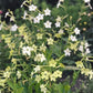 Ein Büschel hoher, zarter, hellgelber und weißer Sternblüten von Jora Dahl | Nicotiana alata 'Lime Green' (Ziertabak) blüht zwischen grünen Blättern - ideal als Schnittblumen für frische Arrangements.