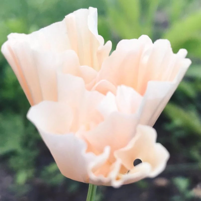 Nahaufnahme von Jora Dahl | Eschscholzia californica 'Thai Silk Pink Champagne', einer trockenheitstoleranten, blasspfirsichfarbenen Goldmohn mit gekräuselten Blütenblättern - diese zarte einjährige Pflanze bringt subtilen Charme in jeden Garten.