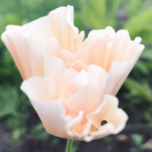 Lade das Bild in den Galerie-Viewer, Jora Dahl - Eschscholzia californica ‘Thai Silk Pink Champagne’ (Goldmohn)
