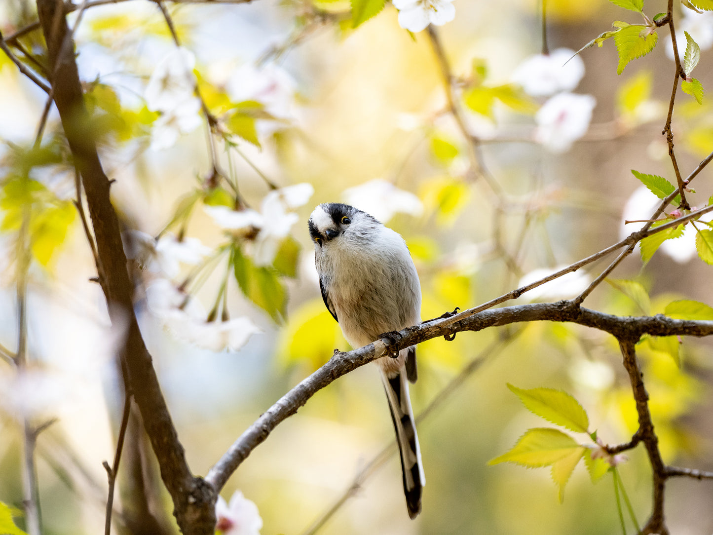 Ein kleiner, flauschiger Vogel mit langem Schwanz sitzt zwischen heimischen Pflanzen und Blüten - eine idyllische Szene, die zeigt, wie man im Luciano-Lim-Kurs (Sa. 14.03.2026 | 13:30-16:30) Vogelschutzhecken zur Förderung der Artenvielfalt pflanzen und pflegen kann.
