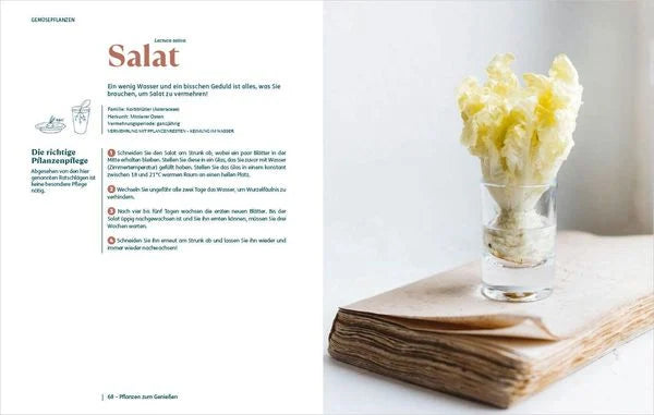 Ein Salatkopf sitzt in einem Glas Wasser über einem geschlossenen Buch. Die linke Seite von "So einfach ist Pflanzenvermehrung." aus dem Bassermann Verlag hat einen deutschen Text und Abbildungen zur Pflanzenpflege; die rechte Seite zeigt den Salat auf einem schlichten Hintergrund.