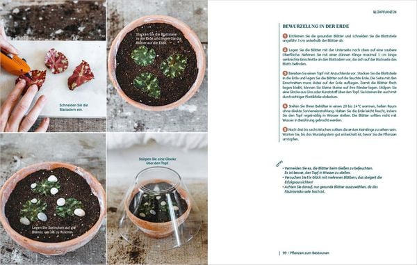 Vier Fotos aus "So einfach ist Pflanzenvermehrung" vom Bassermann Verlag zeigen Blattstecklinge, das Pflanzen in Töpfen, das Abdecken mit Glaskuppeln und Nahaufnahmen. Deutsche Anleitungen führen Zimmerpflanzen-Fans Schritt für Schritt.