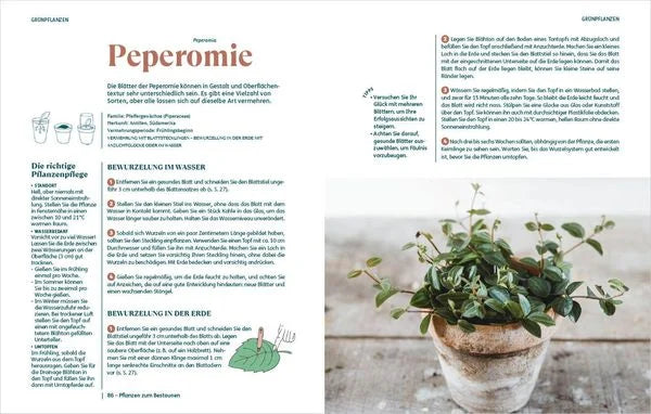 Das Bassermann Verlag Buch "So einfach ist Pflanzenvermehrung" bietet eine deutsche Pflegeanleitung für Zimmerpflanzen wie Peperomien mit Text, Illustrationen, Foto im rustikalen Topf und Tipps zu Stecklingen und Vermehrung.