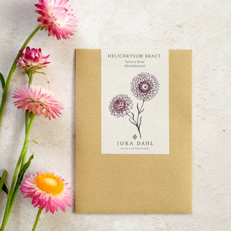 Ein Samenpaket von Jora Dahl - Helichrysum bracteatum „Silvery Rose“ (Strohblume) mit einem illustrierten Blumenmuster liegt auf einer hellen Oberfläche neben frischen rosa und gelben Schnittblumen mit langem Stiel.