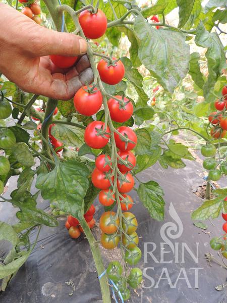 Eine Hand hält eine Ranke mit Reinsaat-Kirschtomaten 'Anabelle' in verschiedenen Reifestadien, von grün bis rot, inmitten üppiger Gartenblätter. Diese ertragreiche Pflanze ist unten rechts mit dem ReinSaat-Logo versehen.