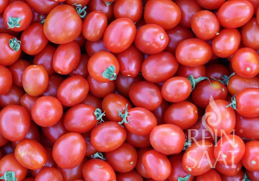 Ein Haufen reifer, roter ReinSaat-Tomaten 'Principe Borghese' füllt den Rahmen, einige mit grünen Stielen, die eine hohe Platzfestigkeit zeigen. Das Reinsaat-Logo ist in der unteren rechten Ecke sichtbar.