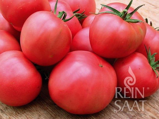 Eine Nahaufnahme einer reifen, rosa ReinSaat-Tomate „Berner Rose“ mit grünen Stielen auf Holz, mit dem Reinsaat-Logo unten rechts.