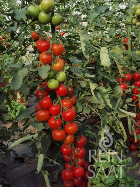 Büschel reifer roter und grüner ReinSaat - Tomate 'Moneymaker' von Reinsaat hängen an hohen, belaubten Tomatenpflanzen in einem Garten. Das Wasserzeichen von Rein Saat erscheint in der unteren rechten Ecke.