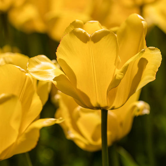 Nahaufnahme einer Tulipa 'Apeldoorn' Darwin Tulpe von Weijers in voller Blüte, ihre gelben Blütenblätter leuchten im Sonnenlicht. Unscharfe gelbe Tulpen im Hintergrund unterstreichen die Blütezeit April Mai.