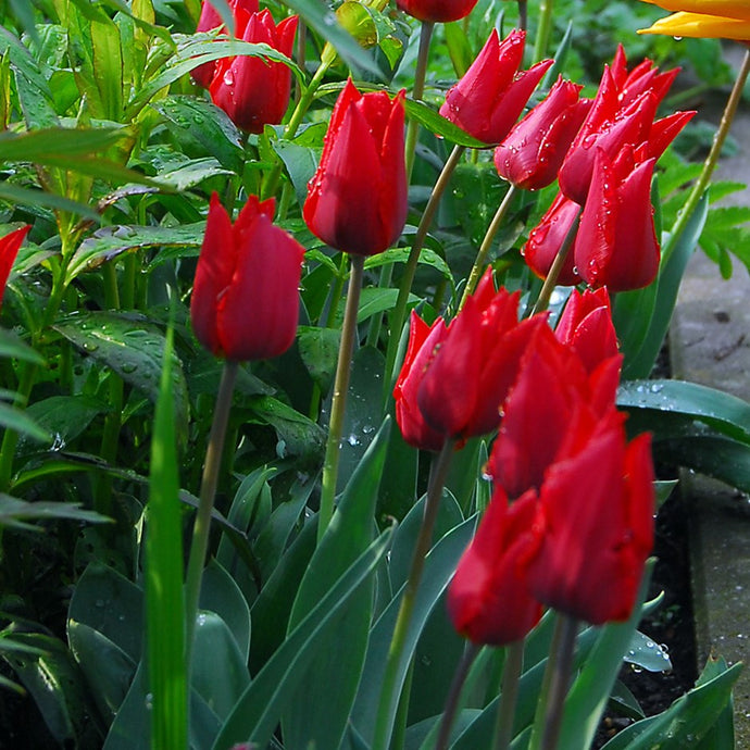 Die leuchtend roten Tulipa Ile de France Tulpen von Weijers mit grünen Blättern und Stängeln blühen im April dicht an dicht in einem Gartenbeet inmitten von üppigem Laub. Wassertropfen auf einigen Blütenblättern deuten auf Regen oder Morgentau hin.