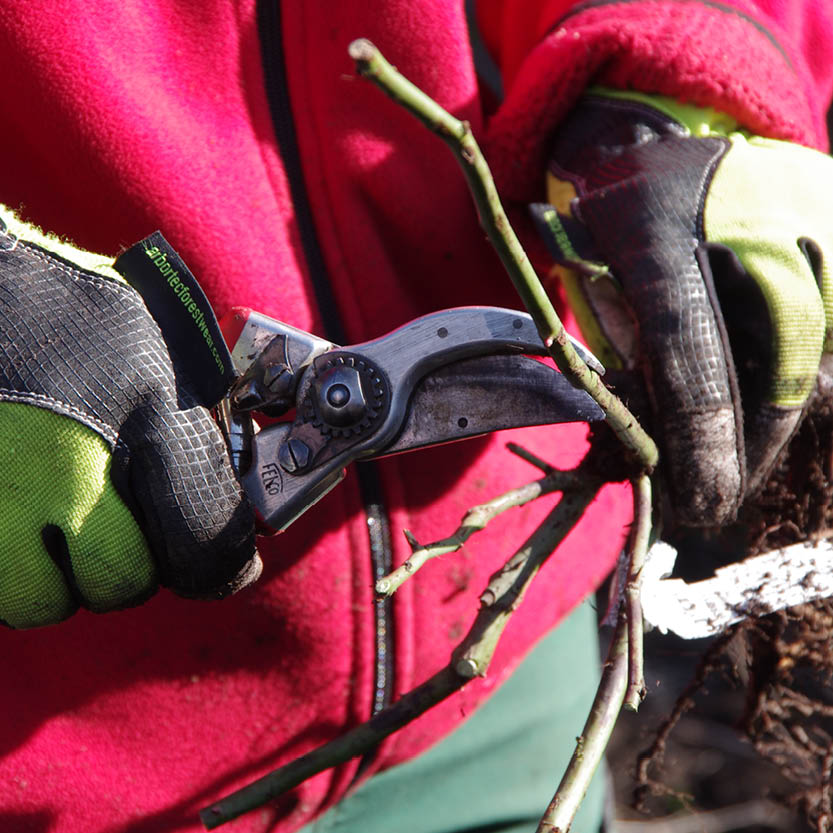 Mit grün-schwarzen Handschuhen und roter Jacke schneidet eine Person mit einer Gartenschere einen dünnen Ast ab - als Vorbereitung für die Veranstaltung der Königlichen Gartenakademie "Mi. 04.03.2026 | 15.00-16.30 Uhr RUNDGANG Was zu tun ist im Garten im März".