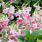 Jora Dahl | Nicotiana mutabilis 'Marshmallow' (Blütentabak): Dicht wachsende Pflanze mit rosa bis weißen sternförmigen Blüten und grünen Blättern - perfekt als Schnittblume oder für die Samensammlung.
