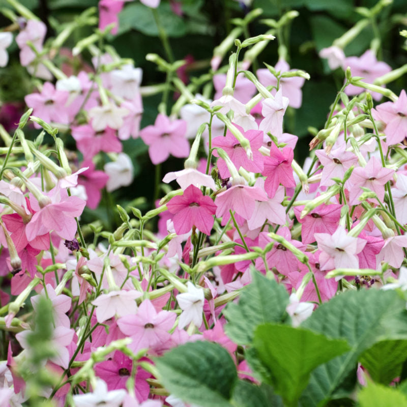 Jora Dahl | Nicotiana mutabilis 'Marshmallow' (Blütentabak): Dicht wachsende Pflanze mit rosa bis weißen sternförmigen Blüten und grünen Blättern - perfekt als Schnittblume oder für die Samensammlung.