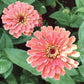 Zwei Jora Dahl – Zinnia elegans ‚Benary‘s Giant Salmon Rose‘ (Zinnie) mit lachsrosa Blütenblättern und gelber Mitte blühen zwischen grünen Blättern, eine Blüte im Vordergrund und die andere direkt dahinter.