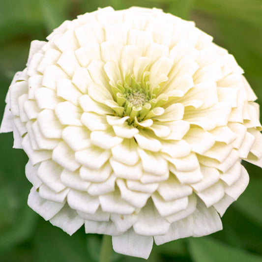 Nahaufnahme von Jora Dahl | Zinnia elegans 'Benary's Giant White' in voller Blüte: dicht geschichtete weiße Blütenblätter mit einer blassgrünen Mitte. Diese Zinnien Samen von Jora Dahl sind perfekt für Schnittblumen und bekannt für ihre Trockenheitstoleranz. Unscharfer grüner Hintergrund.
