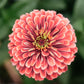 Nahaufnahme von Jora Dahl – Zinnia elegans „Benary‘s Giant Salmon Rose“ mit geschichteten lachsrosa Blütenblättern und hellen Rändern um eine gelbgrüne Mitte, vor einem sanft verschwommenen grünen Hintergrund. Marke: Jora Dahl.