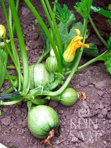 ReinSaat – Zucchini „Tondo chiaro di Nizza“ (Cucurbita pepo) wächst im Boden mit grünen Stängeln, Blättern und einer gelben Blüte. Die hellgrünen, runden Zucchini haben zartes Fruchtfleisch. Unten rechts ist das Reinsaat-Logo zu sehen.