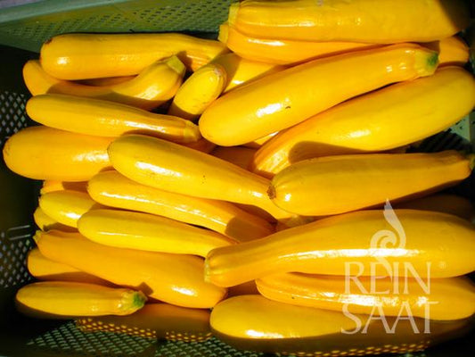 Eine Kiste frischer ReinSaat-Zucchini 'Gold Rush' (Cucurbita pepo) mit glatten, goldgelben Zucchini, die aufeinander gestapelt sind. In der unteren rechten Ecke ist das Reinsaat-Logo zu sehen.