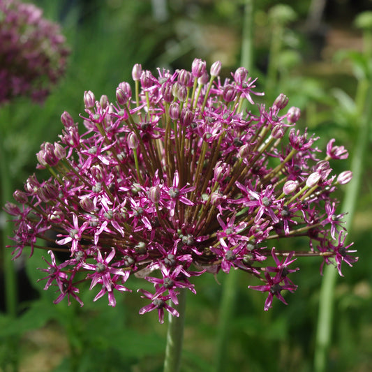 Allium 'Miami' - Königliche Gartenakademie