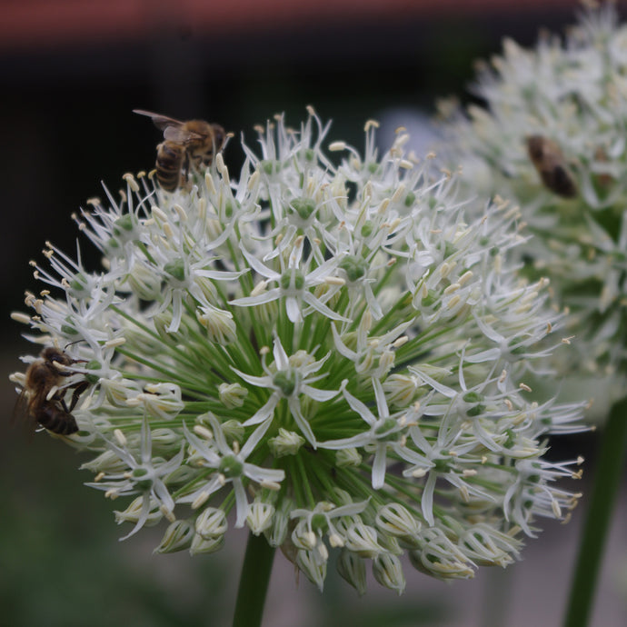 Allium 'Mount Everest' - Königliche Gartenakademie