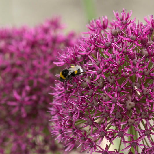 Allium Ostara - Königliche Gartenakademie