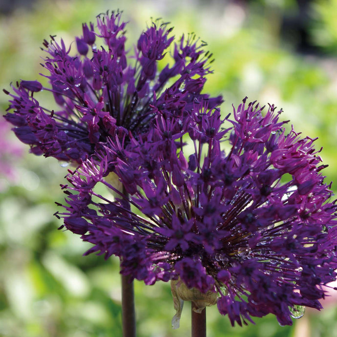 Allium 'Purple Sensation' - Königliche Gartenakademie